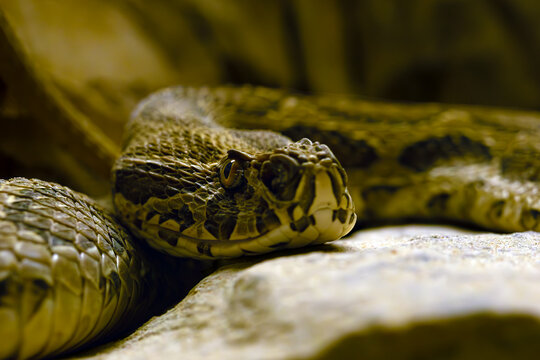 Russell's viper (Daboia russelii), portrait of a highly venomous Asian viper.