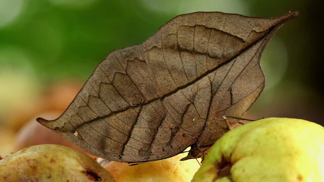 Closeup real time wildlife footage of kallima inachus, orange oakleaf butterfly feeding on ripe fallen guava fruit on the forest floor during humid monsoon daytime in himachal pradesh india.