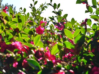 햇살이 비친 동백 꽃