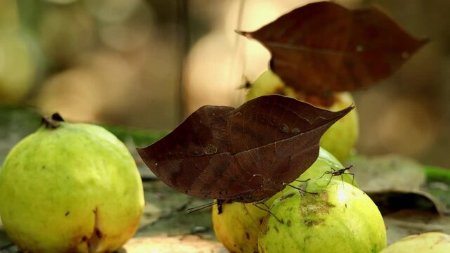 Closeup realtime wildlife footage showing a dead leaf butterfly, Kallima inachus, feeding on a ripe fallen guava fruit on the forest floor during humid monsoon daytime in Himachal Pradesh India.