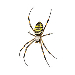 Highly detailed golden silk orb-weaver spider (nephila species) centered in a clinical, shadowless, high-key studio environment showcasing black and vivid yellow chitin. Scientific documentation