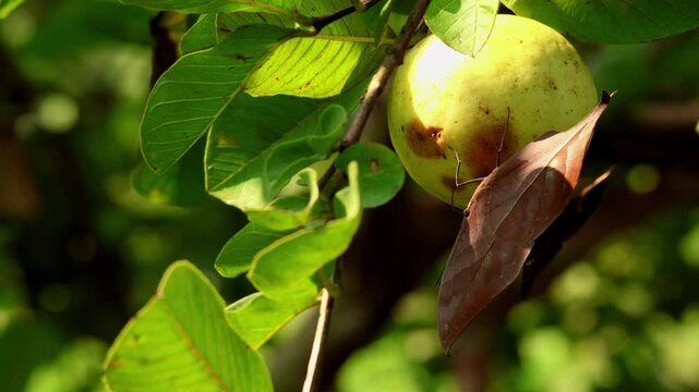 Real time macro wildlife footage showing an Orange Oakleaf butterfly Kallima inachus feeding on a ripe guava fruit in natural habitat during humid monsoon daytime in Himachal Pradesh India.