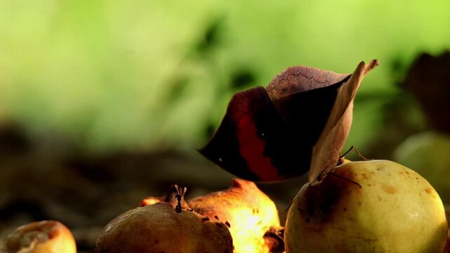 Closeup realtime wildlife footage showing a dead leaf butterfly (Kallima inachus) feeding on ripe fallen guava fruit on the forest floor during a humid monsoon day in Himachal Pradesh, India.