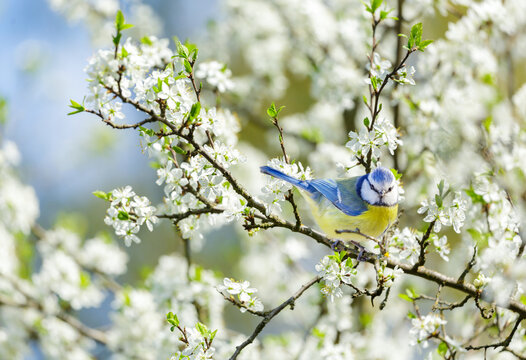 Little bird perching on branch with white flowers of blossom plum tree. Blue tit. Springtime. Parus caeruleus