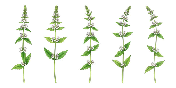 Creeping bugle botanical watercolor set ajuga reptans medicinal herb, vectors isolated on white