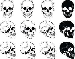 Human Skull Anatomy Vector Collection with Front and Side View Silhouettes for Medical Illustration Tattoo Design Retro Horror and Halloween Art