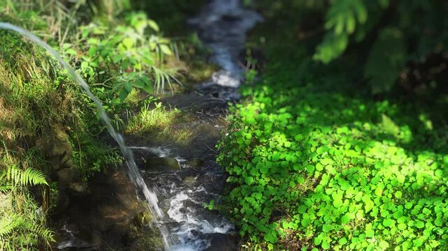 Fresh mountain stream flowing through lush greenery.