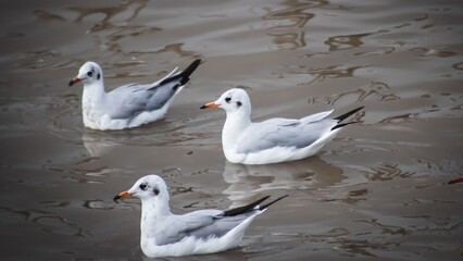 Obraz premium Group of three seagulls swimming calmly on rippling river water, showing natural wildlife behavior and soft reflections in an outdoor environment.