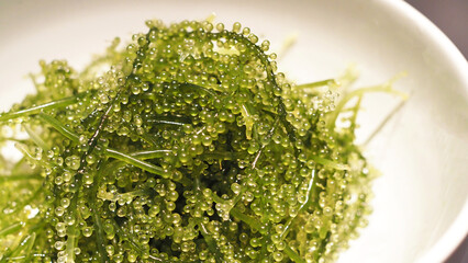 新鮮な海ぶどう 沖縄の特産品 クビレズタ