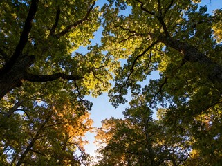 Obraz premium Sunlight Through Autumn Oak Tree Canopy