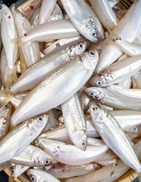 Whitebait Shirasu Full Frame White
