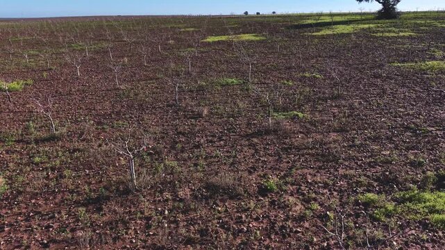Pistachio Orchard in Winter &ndash; Dormant Trees Awaiting Spring Growth