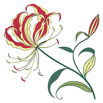 gloriosa lily colorful on white background