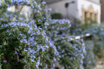 小さな青い花が連なるローズマリー　季節の背景素材