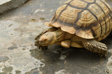 An orange Sulcata tortoise in a zoo