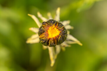 Macro Top View of Dandelion Bud Starting to Bloom A detailed high-angle macro shot of a common dandelion (Taraxacum officinale) bud in the early stages of blooming © Lyudmyla