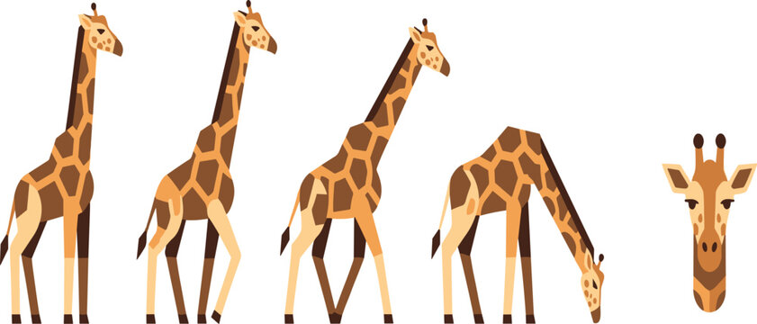 Geometric giraffe poses collection with standing walking grazing and head portrait African wildlife animal flat vector illustration set.