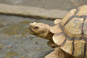 Obraz premium An orange Sulcata tortoise in a zoo