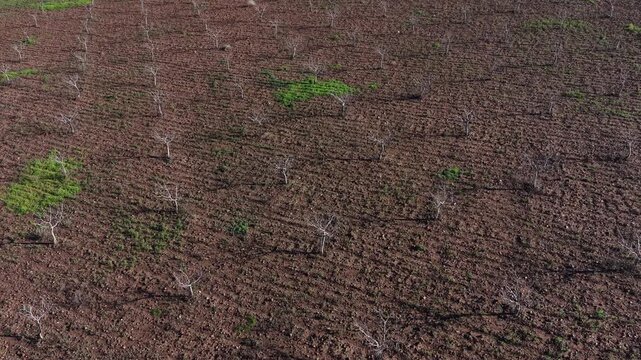 Aerial Overview of Pistachio Orchard in Winter &ndash; Focus on Main Tree After Pruning