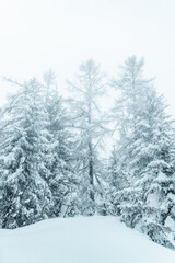 Fototapeta premium Snow Covered Pine Trees In A Winter Forest With Fresh Snow Blanket