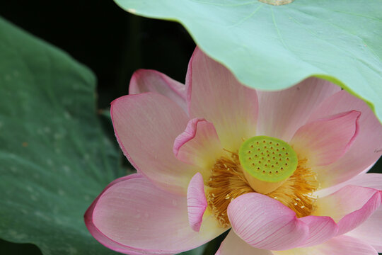 Close-up of a pink lotus flower blooming in Shinobazu Pond, Ueno Park, Tokyo, Japan.