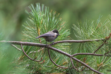 Rufous-naped tit or black-breasted tit(Periparus rufonuchalis) at North Sikkim, India © Dipankar'Photography