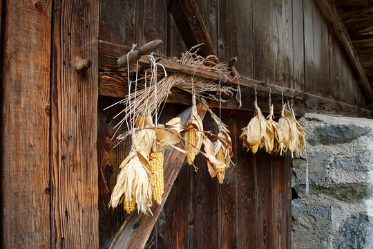 Maiskolben, die zum Trocknen mit Schn&uuml;ren am Tor einer alten Scheune aufgeh&auml;ngt sind, mit einem B&uuml;ndel von Korn&auml;hren hinter einer Holzstange