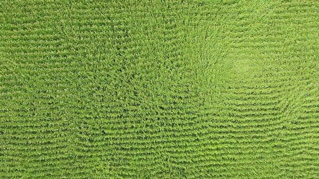 Aerial view of damaging wind bending green corn crops across wide farmland field rows. Powerful gusts flatten maize plants on cultivated plain, showing storm impact on agriculture.