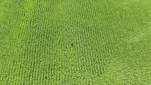 Aerial view of damaging wind bending green corn crops across wide farmland field rows. Powerful gusts flatten maize plants on cultivated plain, showing storm impact on agriculture.
