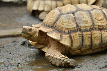 Obraz premium An orange Sulcata tortoise in a zoo