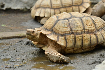 An orange Sulcata tortoise in a zoo
