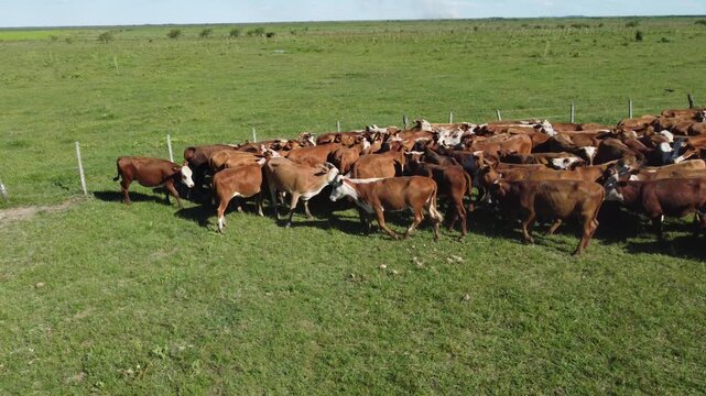 The most common and productive cows in the province of Corrientes are the Brangus and Braford synthetic breeds
