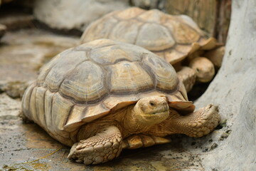 Obraz premium An orange Sulcata tortoise in a zoo
