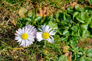 Blossoms of daisies (Bellis perennis) on a meadow in the sunshine.