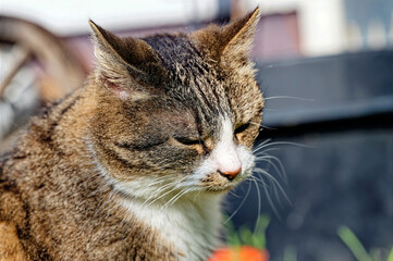 A cat enjoying the sunshine in the garden.