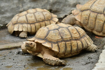 Obraz premium An orange Sulcata tortoise in a zoo