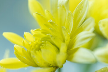 Obraz premium Close-up of Vibrant Yellow Chrysanthemum Flower with Water Drops