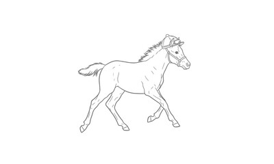 Fototapeta premium Simple Line Drawing of Running Horse.