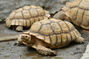 Obraz premium An orange Sulcata tortoise in a zoo