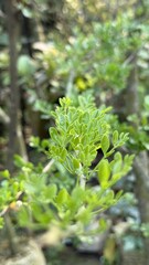 Obraz premium Close up of fresh green moringa leaves on a branch