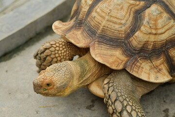 Fototapeta premium An orange Sulcata tortoise in a zoo