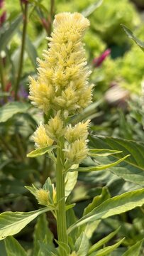 Yellow Celosia Cockcomb Flower in the Garden