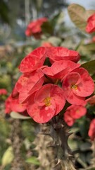 Close Up of Red Euphorbia Milii With Sharp Thorns