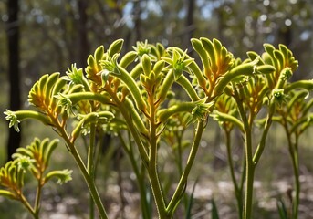 Green and yellow fuzzy flower stalks grow in soft dappled sunlight.