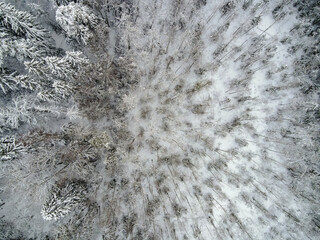 Aerial winter forest clearing with snow laden conifers and saplings
