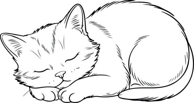 Sleeping Cat Vector Curled-Up Kitten Line Art