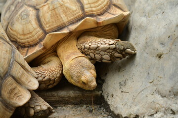 An orange Sulcata tortoise in a zoo