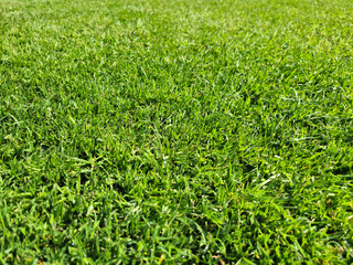 Fototapeta premium Bright green fresh grass close view background with dense blades, natural texture, outdoor lawn surface, even daylight, clean pattern, and copy space