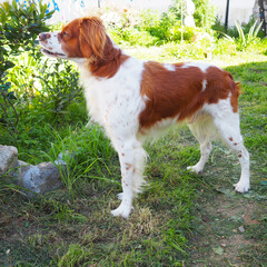 Spaniel breton