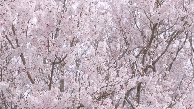 画面全体を埋め尽くす満開の桜。4K高画質で捉えた淡いピンクのソメイヨシノ。幻想的なハイキーの質感と春のテクスチャ背景